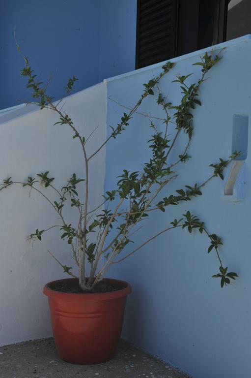 Blue Wave Apartment Kefalos  Exterior photo